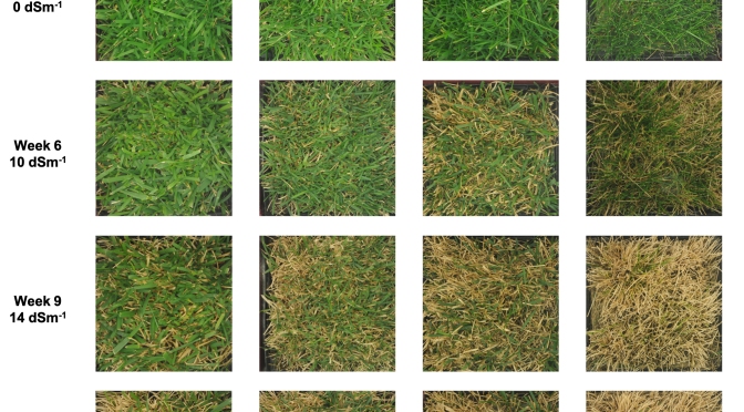 A grid of 16 photographs shows green cover for four turfgrass cultivars: tall fescue, perennial ryegrass, Kentucky bluegrass and hard fescue. Increasing damage from salt exposure is shown for each cultivar after one, six, nine and 12 weeks.